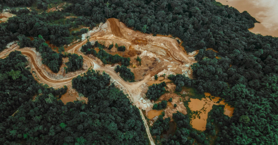 Deforestation Yvan Verougstraete