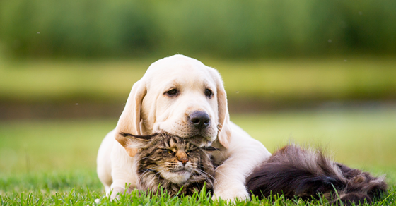 Chiens Et Chats